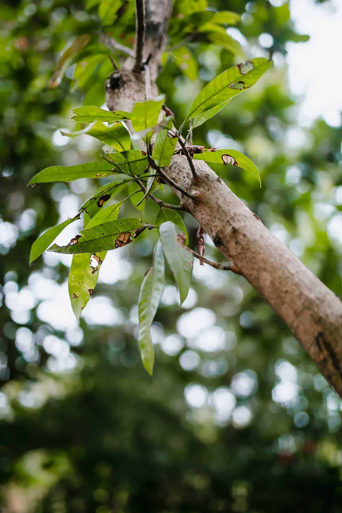 Our mango tree