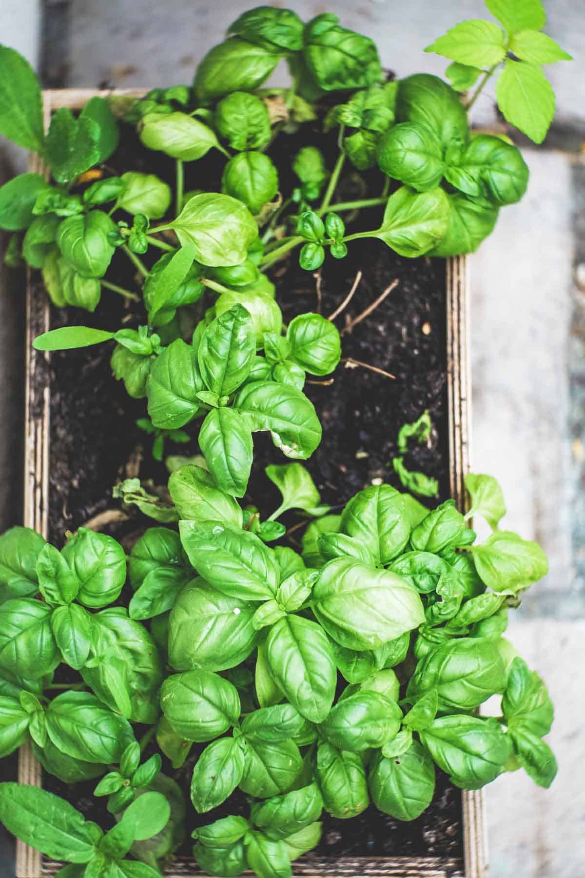 shot of  fresh herb basil growing in a pot
